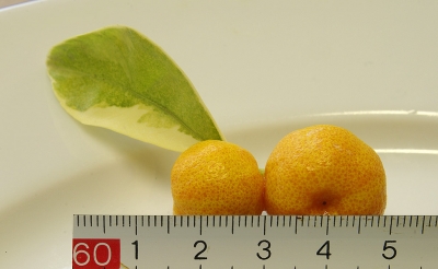 Calamondin variegata