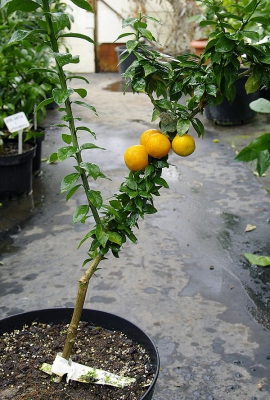 C. myrtifolia x C. limon