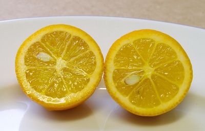 C. myrtifolia x C. limon