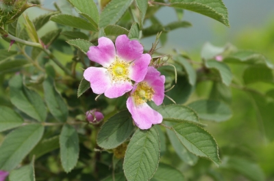Rosa villosa (L.) 