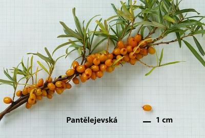 Pantělejevská_1